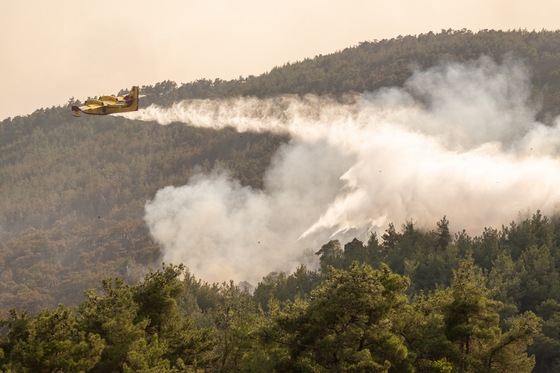 Ήταν ένα αρχέγονο δάσος μαύρης πεύκης. Φωτογραφία: Δημήτρης Αλεξούδης